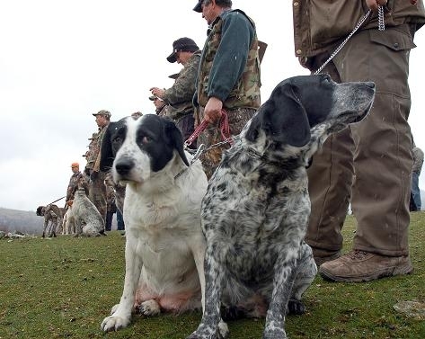 Ловна дружинка е разстреляла три от кучета на други авджии