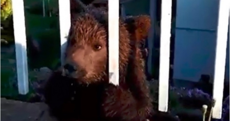 Четиримесечно мече вероятно отделило се от майка си е открито