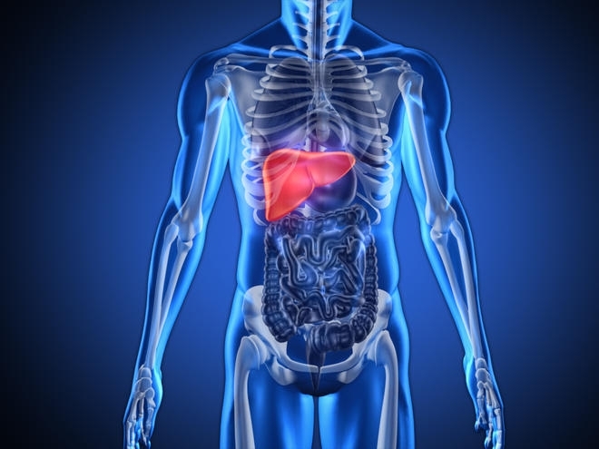 Умерено увеличаване на активността на ензима теломераза в чернодробните клетки