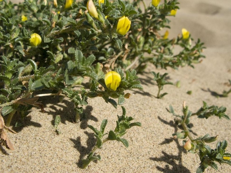 Билката гръмотрън е едно от най добрите природни средства за премахване на