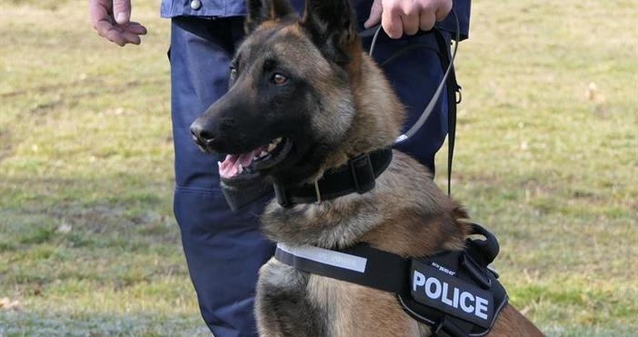 Сектор Зоополиция кинология и престъпления срещу животни в Главната дирекция