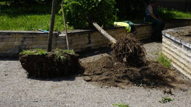 Махат кълбовидните акации по улица Търговска във Видин Ремонтните дейности