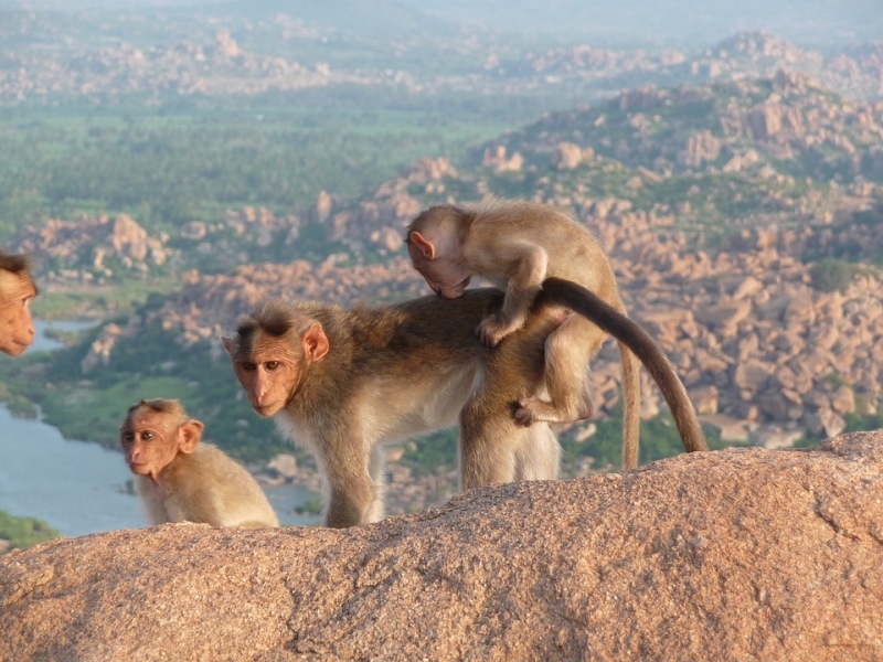 Новородено беше отвлечено от маймуна в източната индийска провинция Одиша,