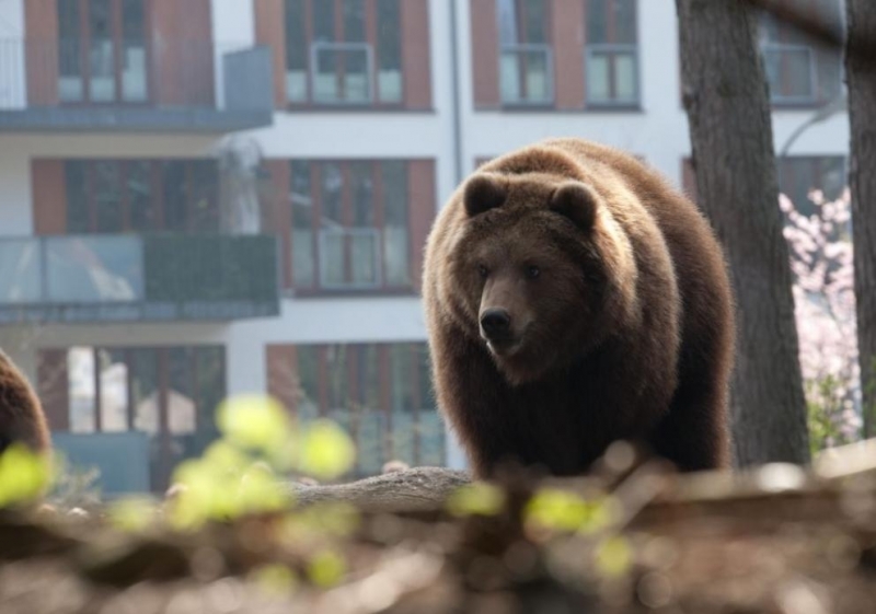 Проблемна мечка, причинила множество щети, е отстреляна край родопското село
