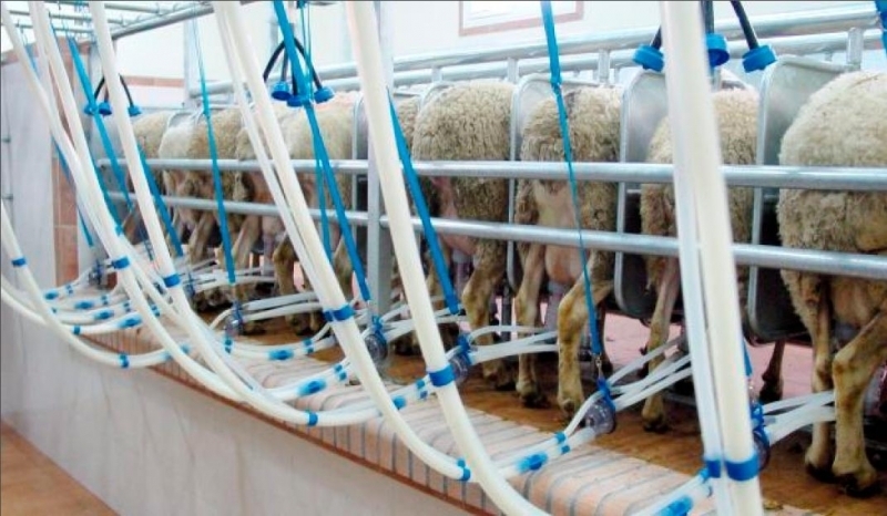 Обявиха на търг доилна инсталация за овце и кози, научи