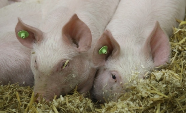 Една от причините за новото огнище на африканска чума в