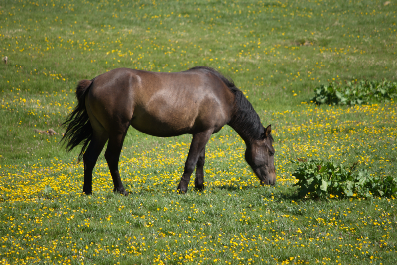 Служители на реда от Вършец разкриха кражба на кон след
