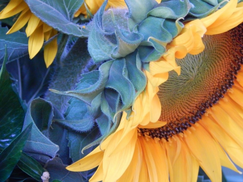 България поиска от Европейската комисия да приложи извънредни мерки заради