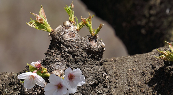 Изтънчените пиячи може би скоро ще могат да разнообразят менюто