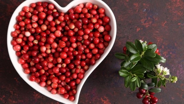 Червените боровинки намаляват риска от хронични инфекции на пикочните пътища потвърждава научно изследване