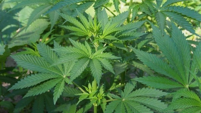 Белгийските власти разрешиха свободната продажба на т нар лек канабис