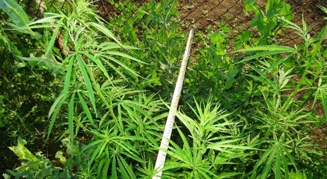 561 броя канабисови растения са открити в местност Миланчовци община