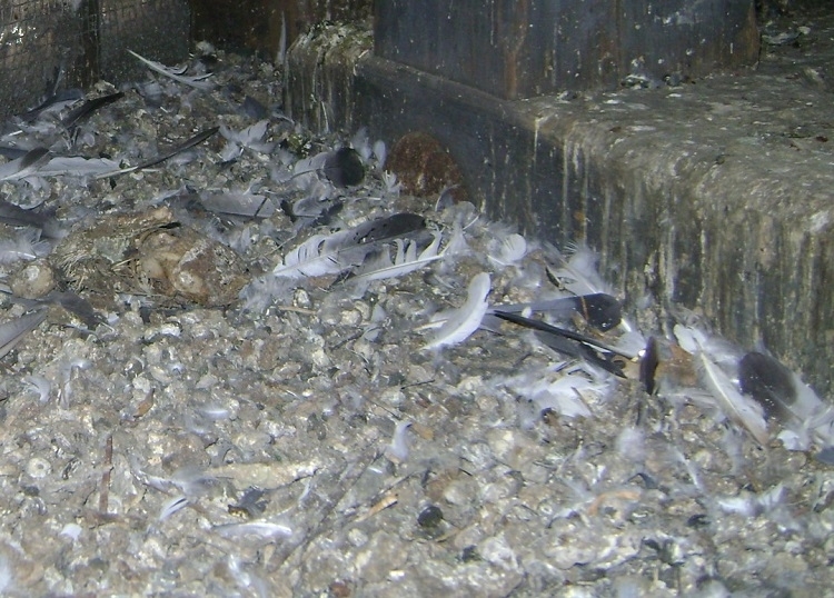 Птицекомбинат във Врачанско буквално е заринал с курешки землищата на