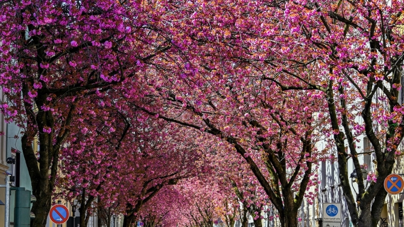 В неделя навръх Цветница времето ще бъде слънчево а температурите