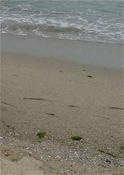 Необичайна оферта в интернет Американски сайт за онлайн търговия обяви