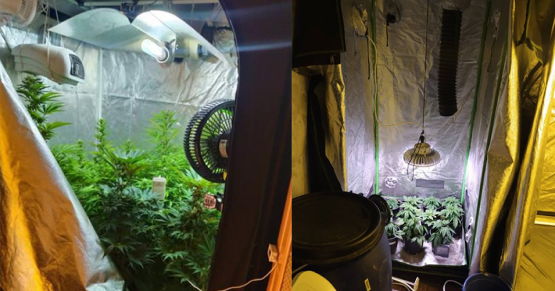 Гранични полицаи от РДГП Драгоман разкриха оранжерия за отглеждане