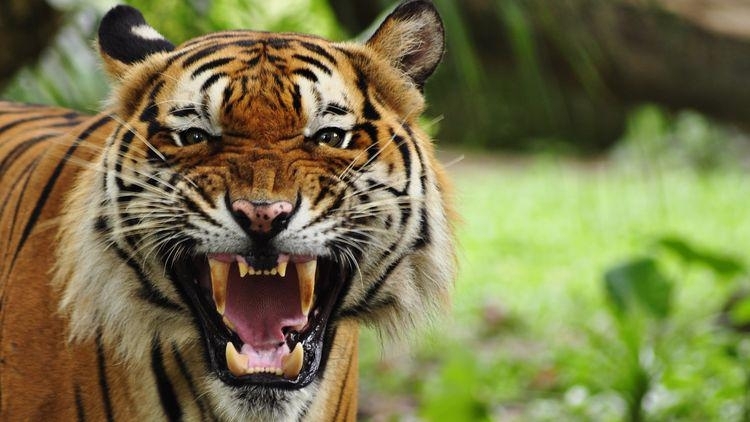 Тигър уби служителка в плантация за палмово олио в Индонезия съобщи