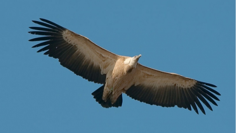 Преброяване на белоглавите лешояди се извърши в районите на страната
