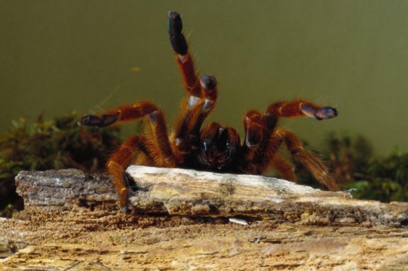 Последните валежи и високите температури доведоха до бум в популацията