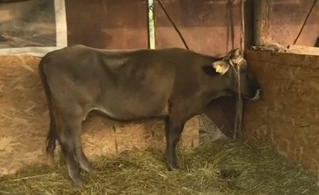 Към момента кравата Пенка все още се намира в село