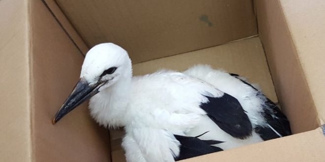 През изминалите дни експерти от РИОСВ във Враца са се