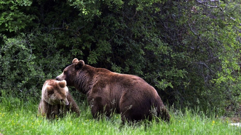Спасиха три малки мечета при съвместна акция на Министерство на