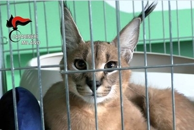 Карабинерите от Милано заведоха дело срещу 36 годишна българка затова