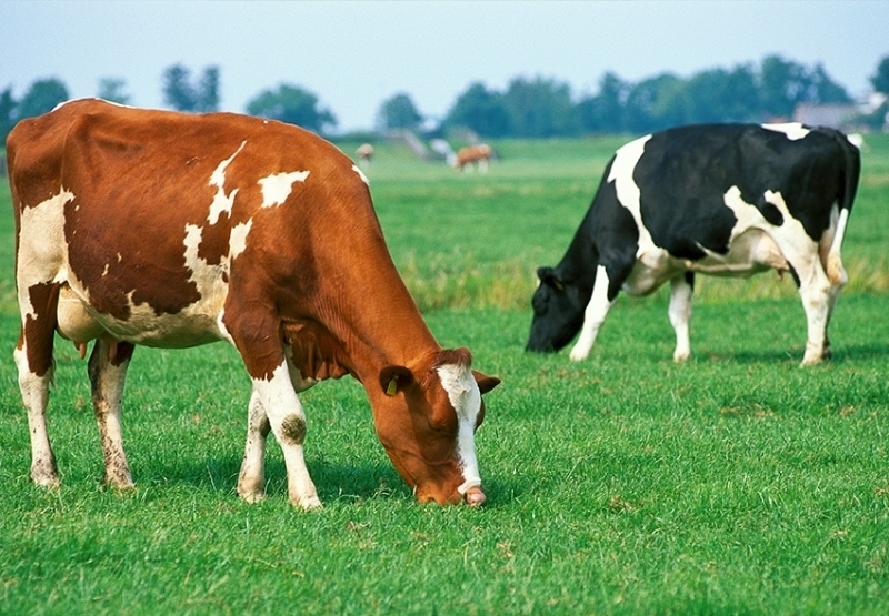 Когато преди около 125 000 години първите съвременни хора напускат