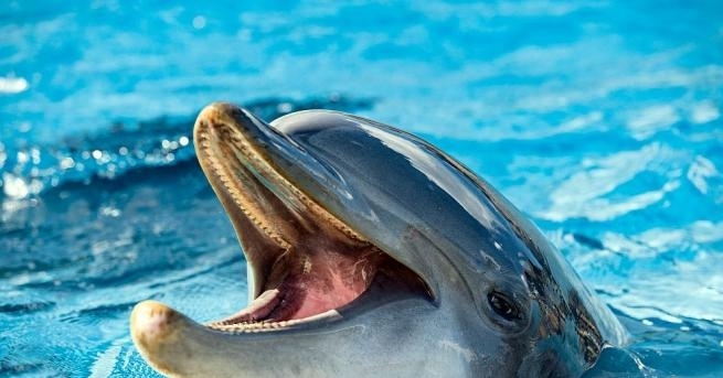 Община в Западна Франция забрани къпането по плажовете заради разгонен самотен делфин съобщи АФП Роже Лар кмет на Ландвенек