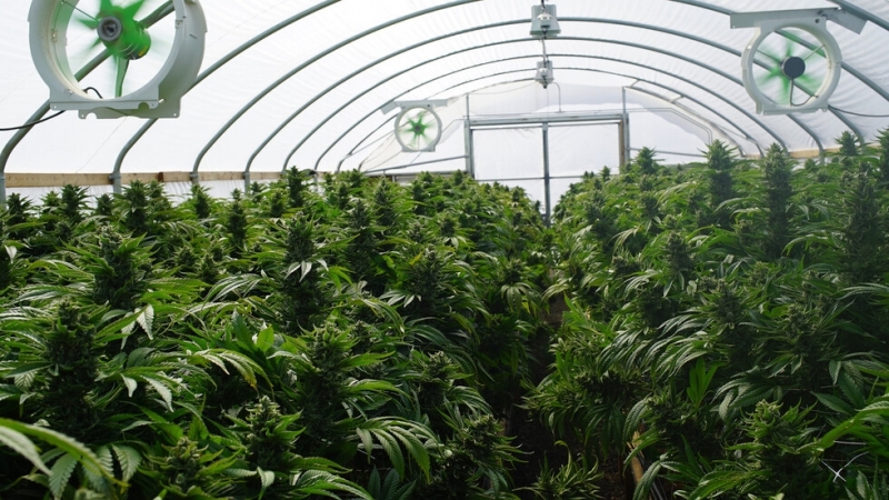 Полицията в Перник разби оранжерия край града научи NOVA Става