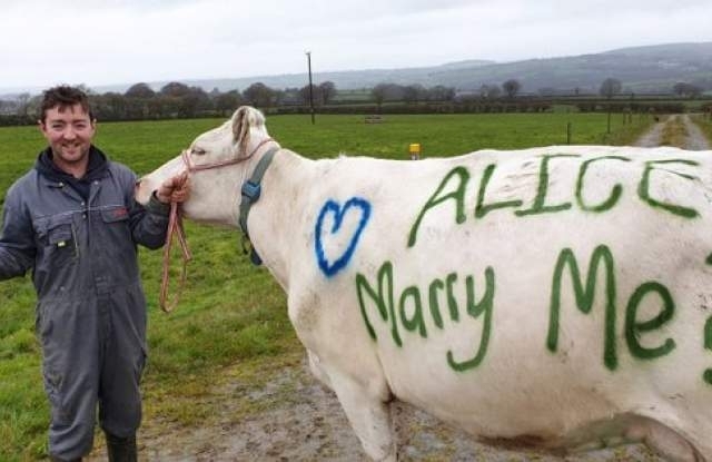 Изобретателен британец приятно изненада любимата си като използва крава за