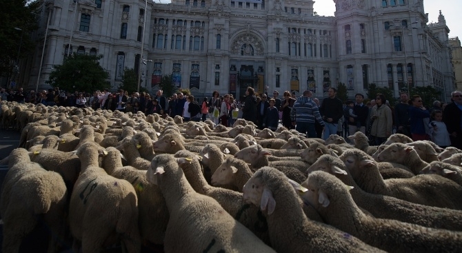 Над 1500 овце задръстиха центъра на Мадрид, предаде Би Би