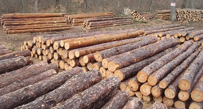 Частен съдебен изпълнител обяви на търг базата на врачанската дърводобивна