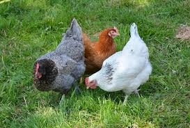 Младок задигна кокошки от двора на къща във Врачанско, съобщиха
