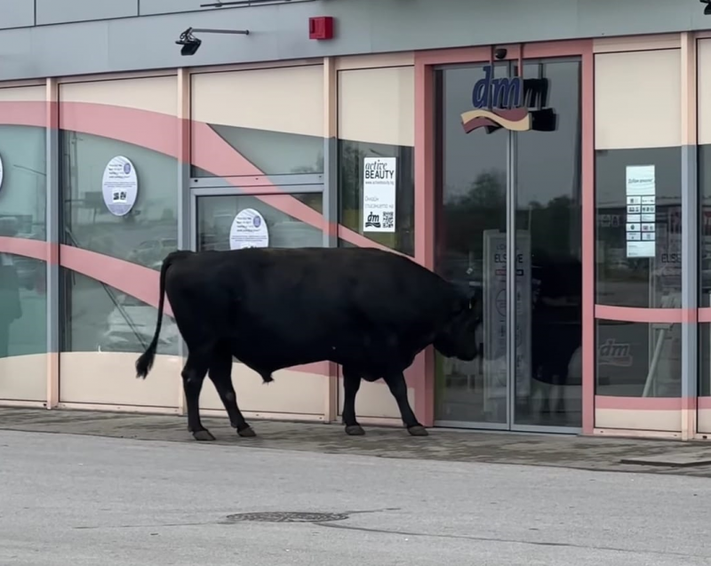 Бик се опита да нахлуе в магазин в София Кадрите