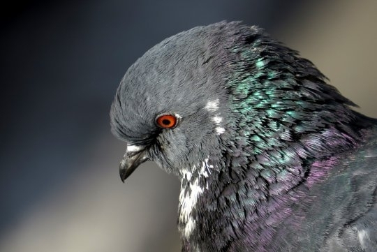 Пожарникарите от Лом спасиха породист гълъб който си заклещил главата