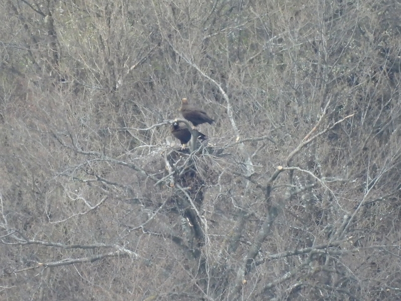 През месец март две новосформирани двойки черни лешояди бяха наблюдавани
