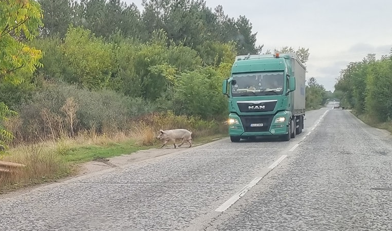 Прасета се разхождат свободно на път във Врачанско научи BulNews