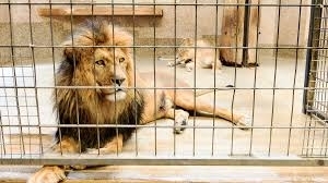 Два зоопарка в Дания приемат от местните жители домашни животни