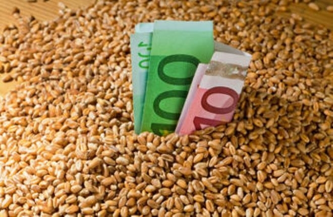 Повишение в цените на хлебната пшеница и на царевицата на