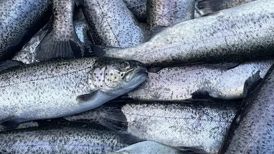 Черно и Средиземно море осигуряват 8% от улова на ЕС