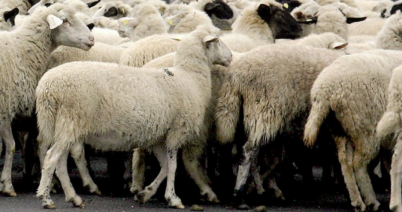 При изпълнението на Националната програма за профилактика надзор контрол и