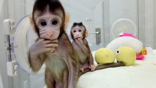 Маймунките са родени преди няколко седмици в лаборатория в Китай
