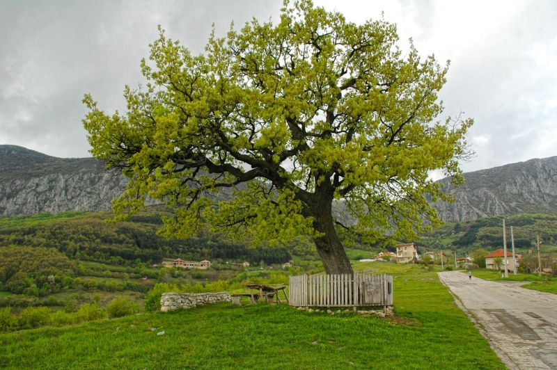 По случай 34 години от обявяването на ПП Врачански Балкан