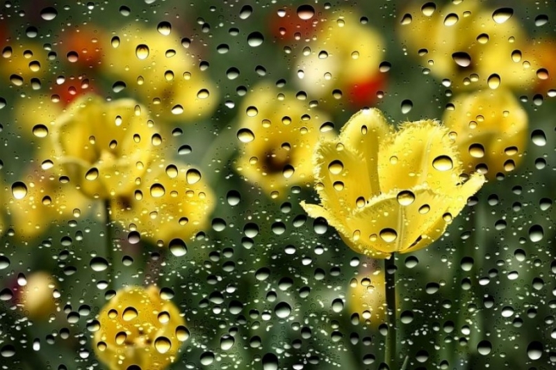 Днес вятърът в цялата страна ще се ориентира от североизток