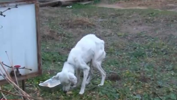 Откриха живо кучето на 13 годишния Николай от старозагорското село Конаре