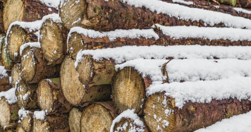 Полицията е заловила бракониер да прекарва незаконни дърва с каруца