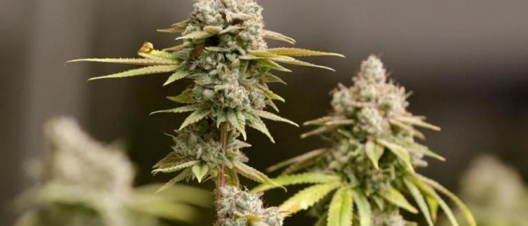 Българин е бил задържан във Франция с близо 30 килограма