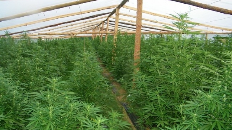 Прокуратурата в Ловеч наблюдава досъдебно производство за отглеждане и държане