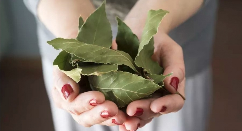 Дафиновите листа придават прекрасен специфичен вкус на ястията Неслучайно дафиновият